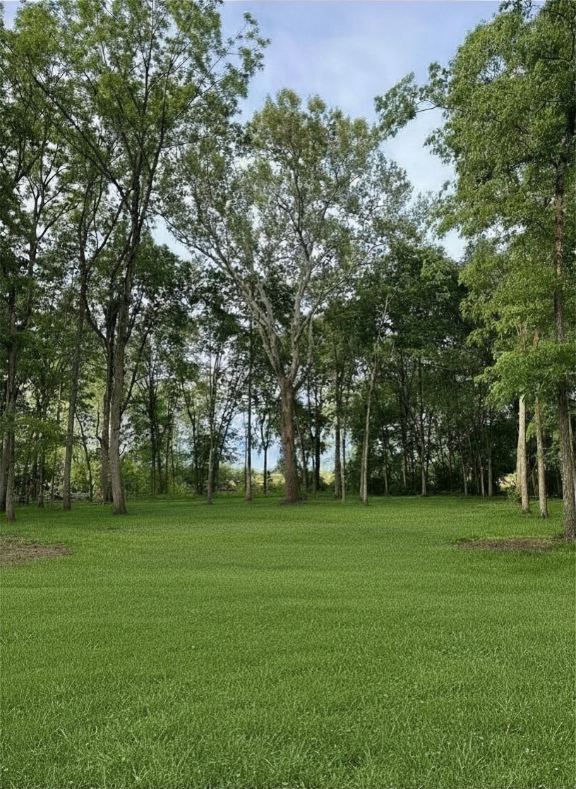 Sycamore Getaway reception space — open lawn framed by tall trees